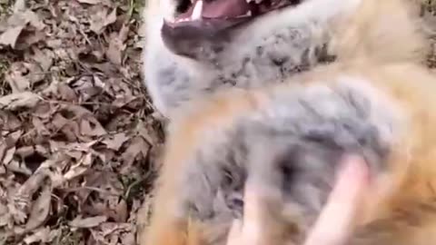 Laughing Fox