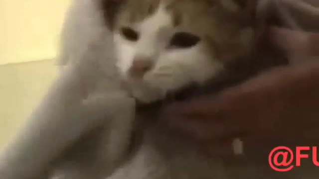 Funny and Cute Cat Videos #296