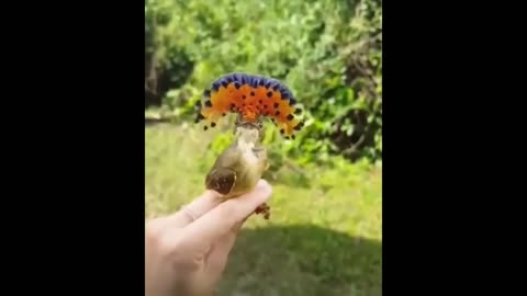 Cute bird talks!!! Have you seen anything like it?