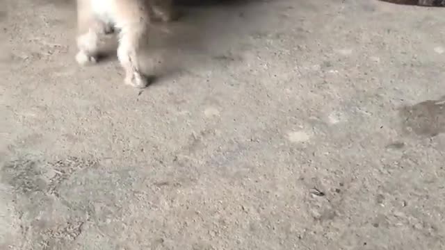 Puppies Learning to Walk