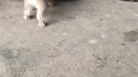 Puppies Learning to Walk