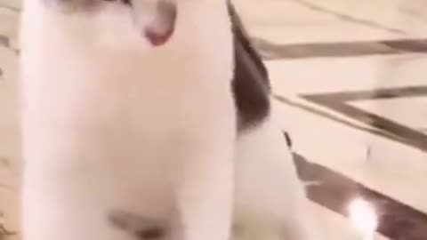 Funny cat