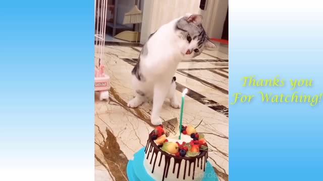 Funnny and Cute Cat's Life Videos