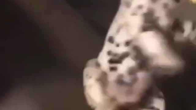 Watch Funny Dalmatian Dog Get Defeated by SLICE OF CHEESE!