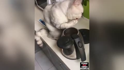 CUTE CATS DOING FUNNY THINGS