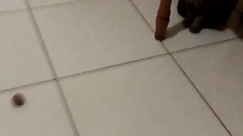 My cat plays football