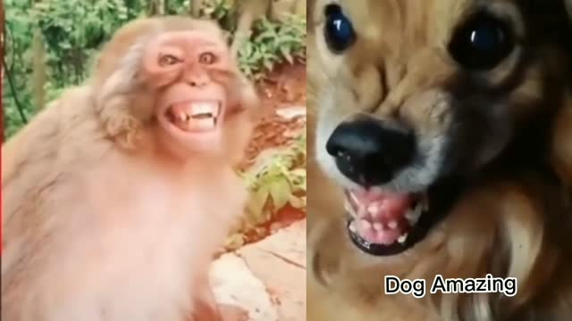 Troll and prank dog fake snake vs monkeys 2022