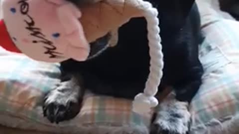 Dachshund loves ice cream toys