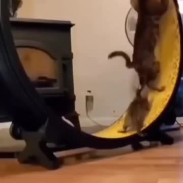 So Cute Çat Funny Video