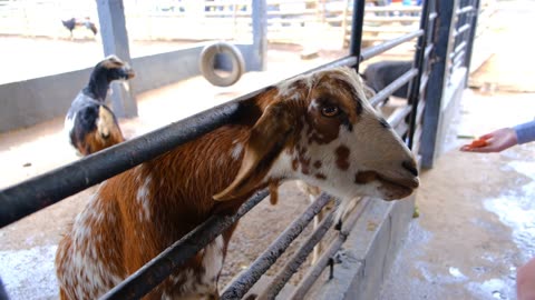 People Feeding The Goats In A Farm