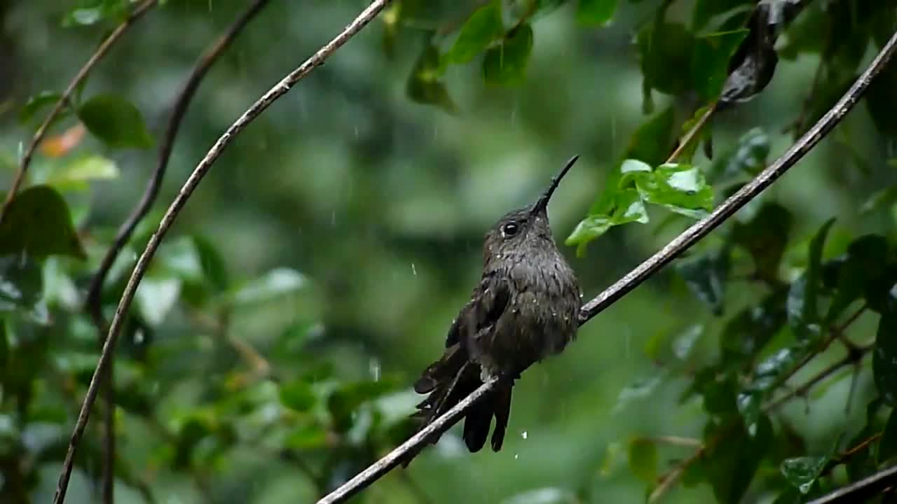 Wild Hummingbird Bathing in The Rain - Atlantic Forest of Brazil