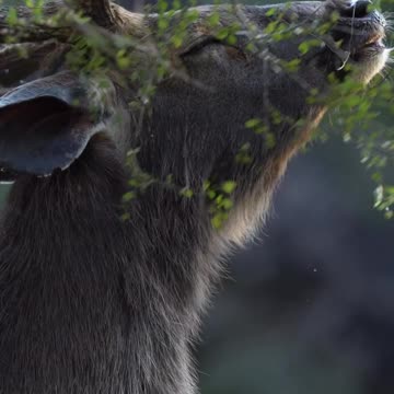 Funny animal videos/ pet videos/Animals cute videos