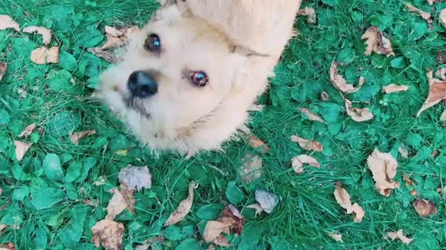 Cute Dog Ruffing Outside