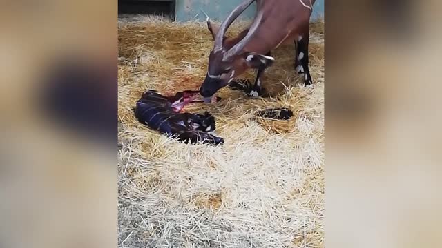 Moment Endangered Bongo Born In Lockdown Spain Zoo