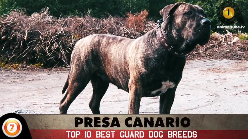 Best dogs breed in world