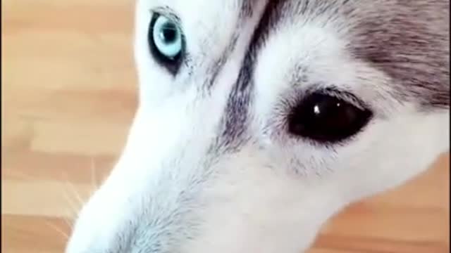Husky Takes the Most Gentle Bite of Bacon Ever (and LOVES it!)
