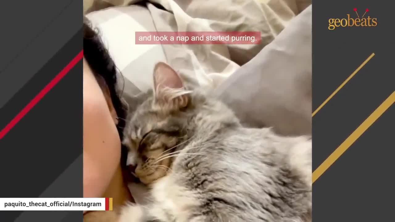 Dog person is shocked when her first cat turns out to be affectionate