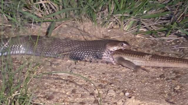Battle Between Cobra and Lizard