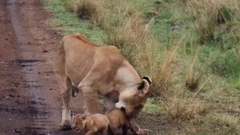 Baby tiger walked out 🐅 with their mother