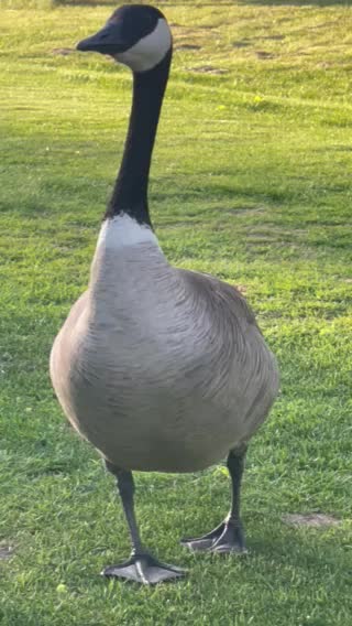 What happened ? 1 time I see goose celibate?