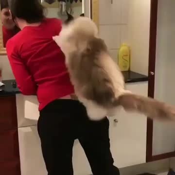 Has your cat ever done this with you?