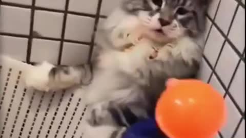 Baby Cat, Funny videos ever, Funniest Animals