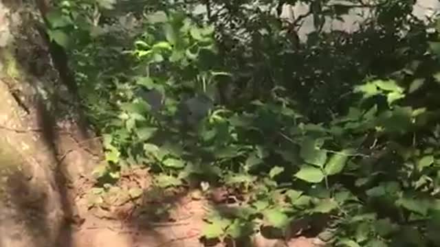 Guy climbs tree branch and backflip fails