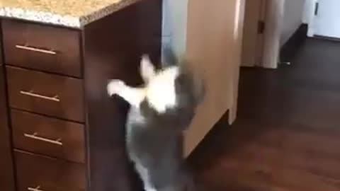 cat tries to jump high lol