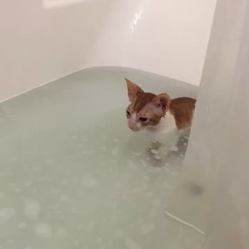 Cute kitten bath