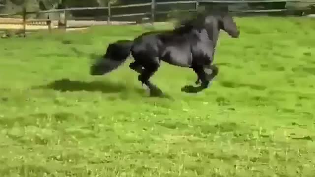 Black beautiful horse