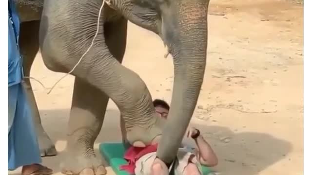 What! What! Is this elephant doing omg!