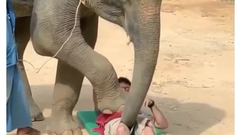 What! What! Is this elephant doing omg!