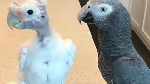 two parrots