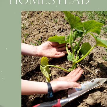 Kids Planting Pumpkins