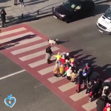 Stray Dog in Georgia Protects Kindergarten Class as They Cross the Street Safely
