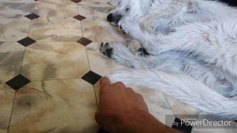 Sleeping dog shave tickling