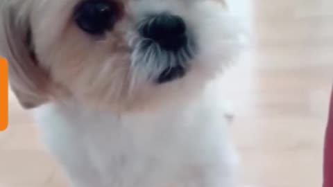 Cute Puppy 🐶 😍 💕