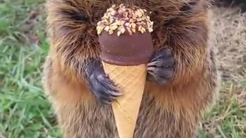 Relax--Have-an-ice-cream-Everything-will-work-out-