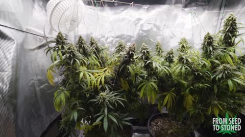 Grow Grow Grow