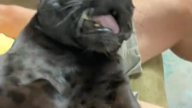 Funny & Cute compilation | Cute compilation. #shorts