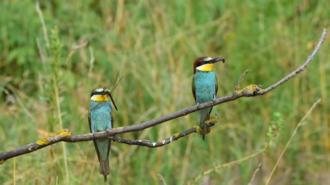 Beautiful Birds
