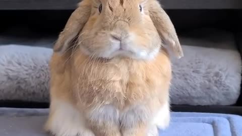 Why you gotta be so cute!!!