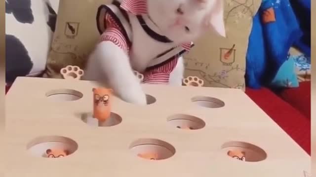 Funny cat reaction video / cat training tool short..