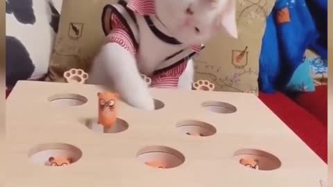 Funny cat reaction video / cat training tool short..