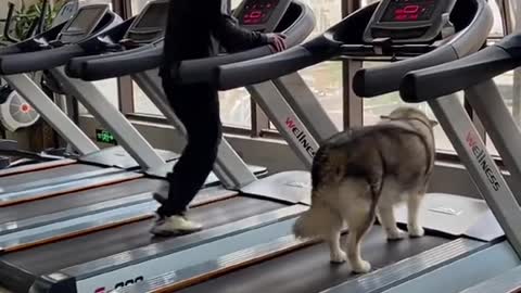Funny and cute dogs #viral