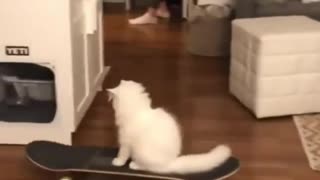 Funny and Cute Cats Videos #169 │ Gadis Sekarwangi