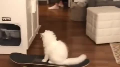 Funny and Cute Cats Videos #169 │ Gadis Sekarwangi