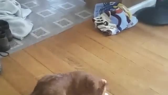 CAT fun, funny CAT, CAT is rotted,