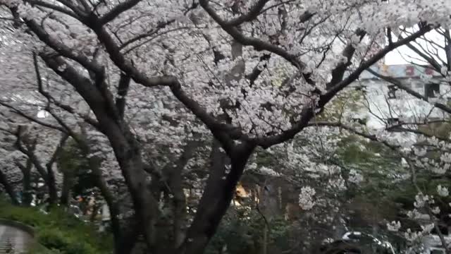 the cherry trees are in bloom