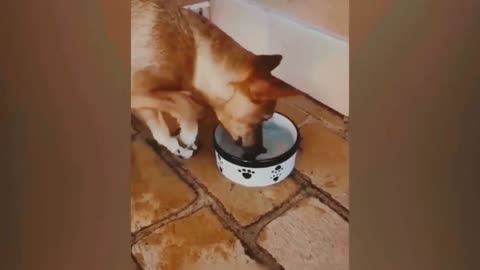 Funny animal video,,,@ how can many penal video?